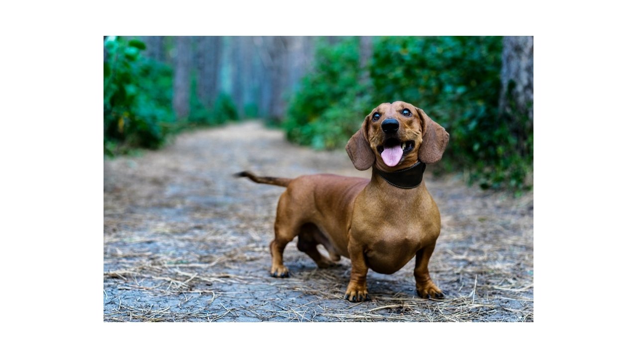 Top 10 Best Small Watchdogs for Seniors Senior's BFF Disabilitease