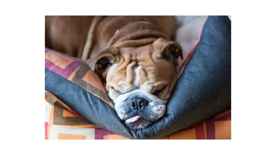 English Bulldog - great low-energy dog for seniors