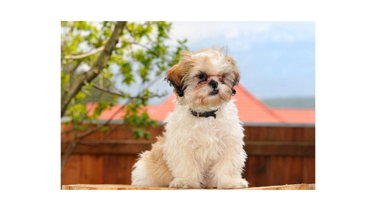 Top 10 Best Small Watchdogs for Seniors Senior's BFF Disabilitease