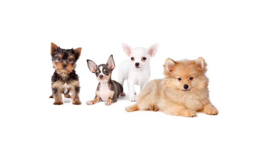 Best Small Guard Dogs for Seniors